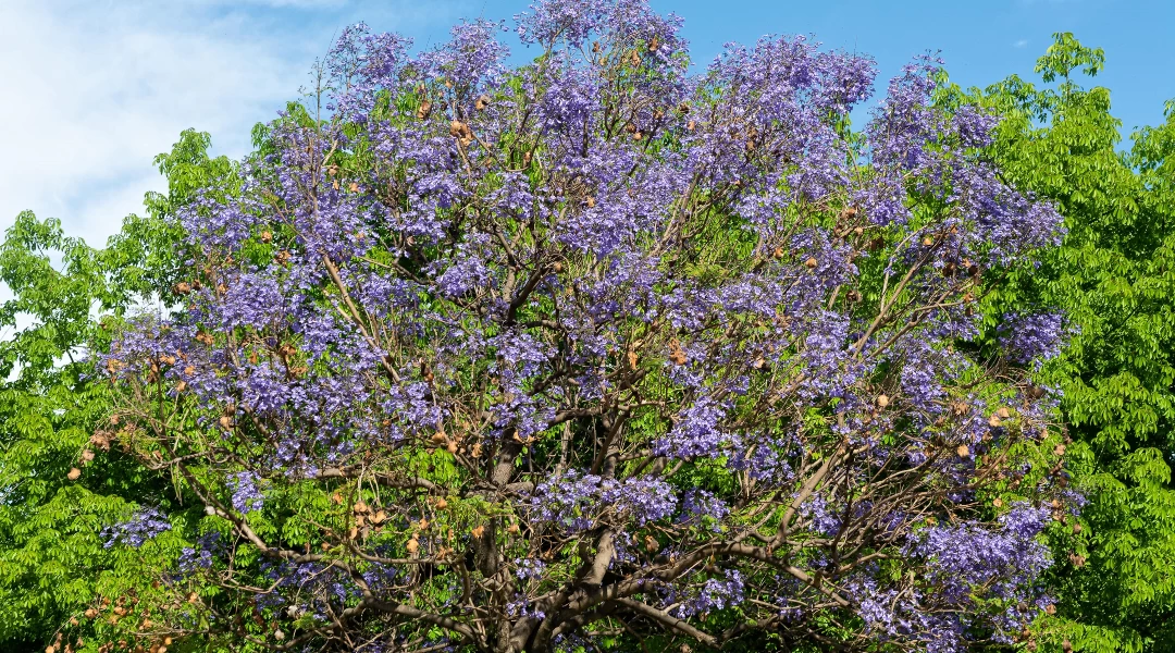 Jacarandá