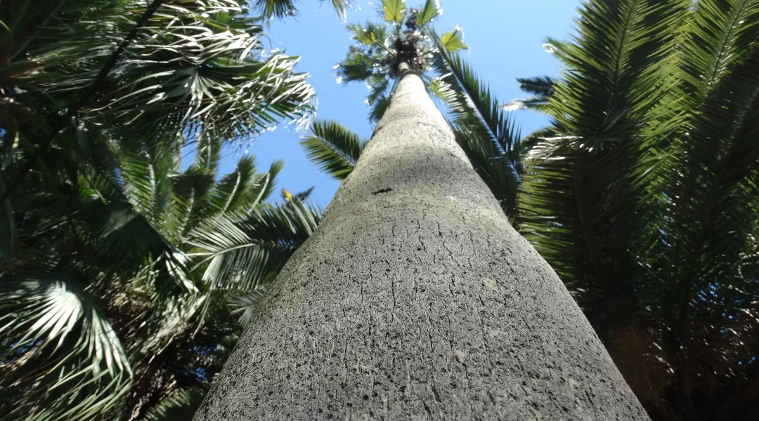 Palmera Washingtonia