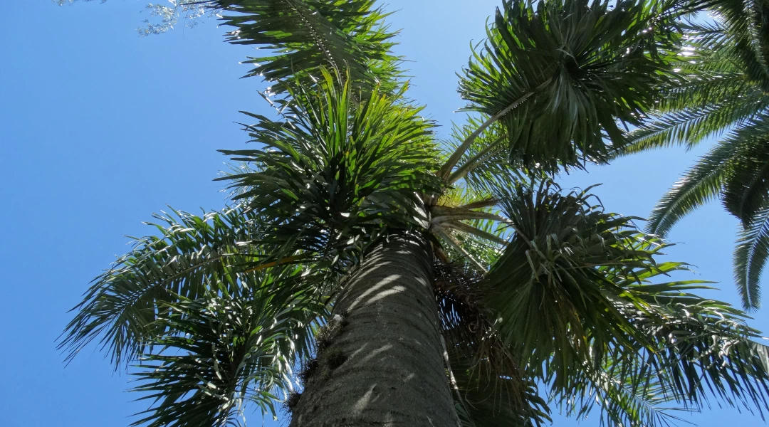 Palmera Pindó