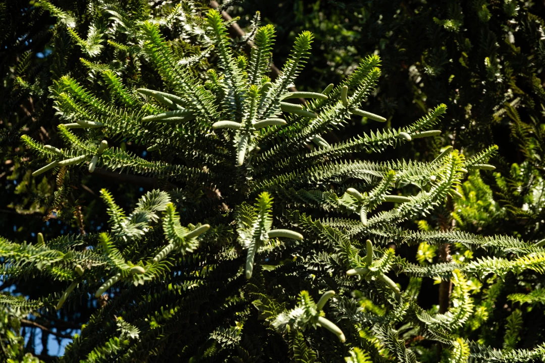 Araucaria